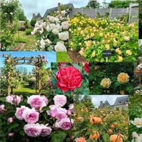 Visite libre de la roseraie David Austin