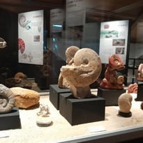 Visite guidée : animations autour des fossiles