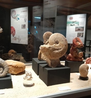 Visite guidée : animations autour des fossiles