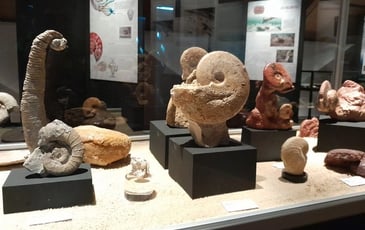 Visite guidée : animations autour des fossiles