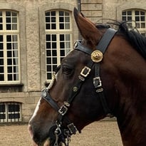 Spectacle équestre