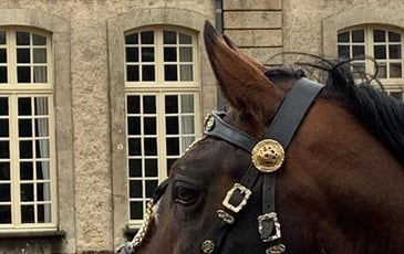 Spectacle équestre