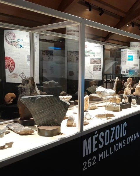Exposition "Le monde fascinant des fossiles"